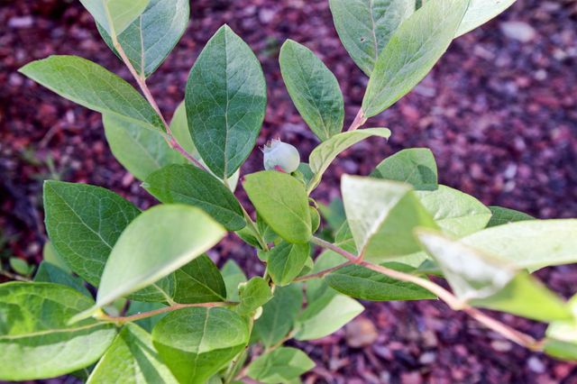 1303 Caceres Ct, Davis, CA 95618