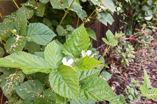 1303 Caceres Ct, Davis, CA 95618