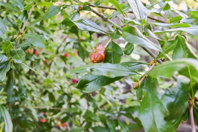 1303 Caceres Ct, Davis, CA 95618