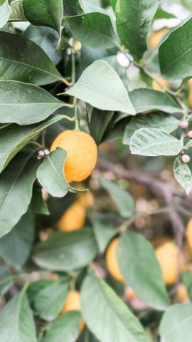 31338 Dahlem Drive, Exeter, CA 93221