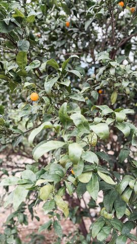 31338 Dahlem Drive, Exeter, CA 93221