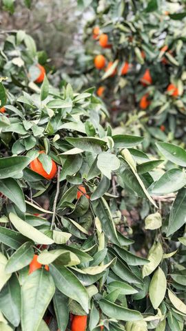 31338 Dahlem Drive, Exeter, CA 93221