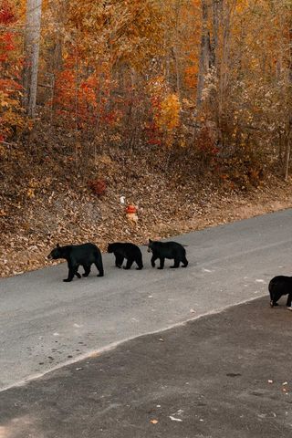 839 Deer Path Lane, Gatlinburg, TN 37738