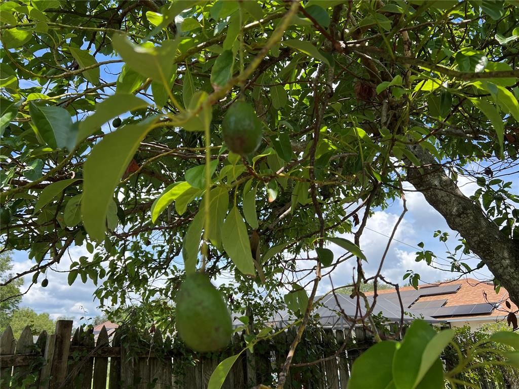 Image 39 of property listing at 1073 PINDER STREET, Deltona, FL 32725