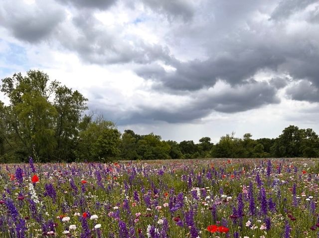 2801 N Spring Drive, Richardson, TX 75082