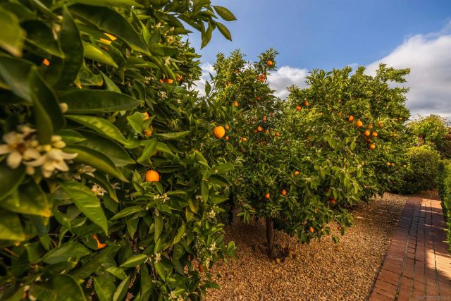 23540 Oriente Way, Ramona, CA 92065