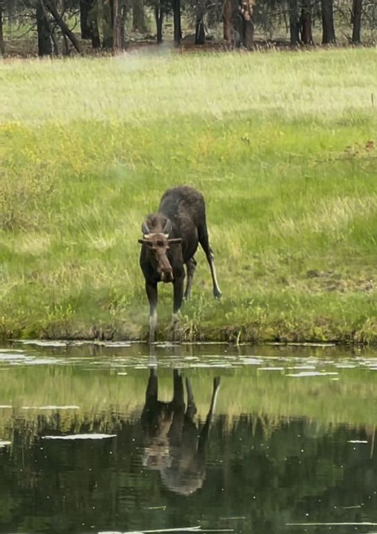 711 Fred Burr Road, Victor, MT 59875 photo 118