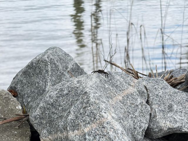 213 Ashmont Drive, Wando, SC 29492