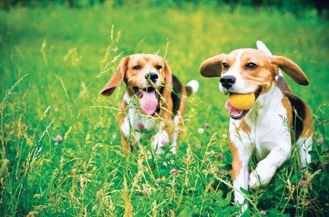 12 Loons Call 104, Plymouth, MA 02360