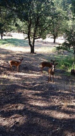 5885 Crowfoot Road, Trail, OR 97541