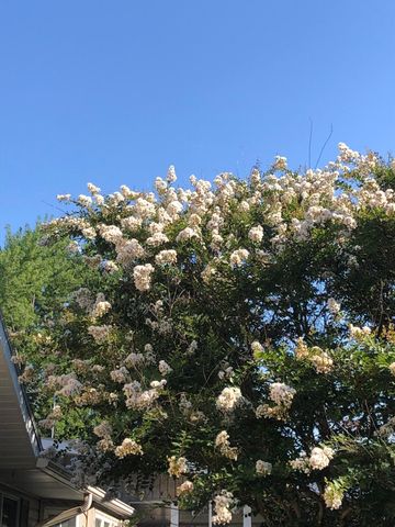 1014 Sassafras Street, Willow Springs, MO 65793