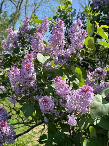 1014 Sassafras Street, Willow Springs, MO 65793