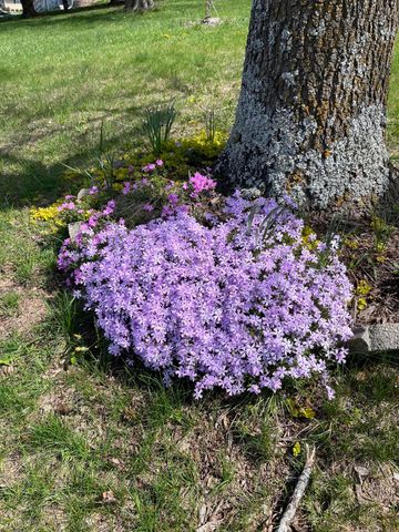 1014 Sassafras Street, Willow Springs, MO 65793