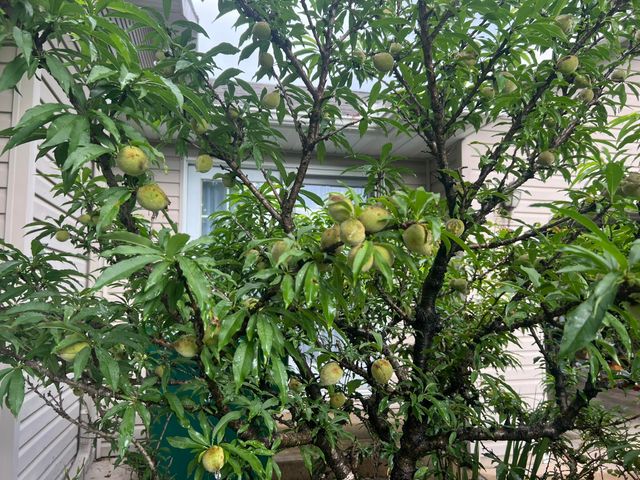 1014 Sassafras Street, Willow Springs, MO 65793