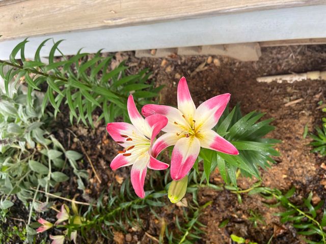 1014 Sassafras Street, Willow Springs, MO 65793