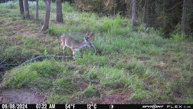 8084 E County Road 212, Buffalo, TX 75831