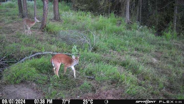 8084 E County Road 212, Buffalo, TX 75831