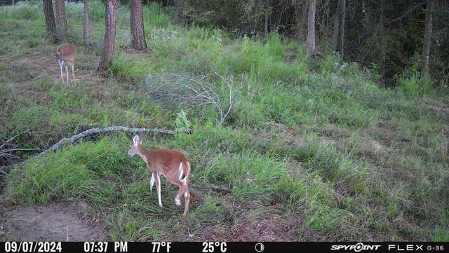 8084 E County Road 212, Buffalo, TX 75831