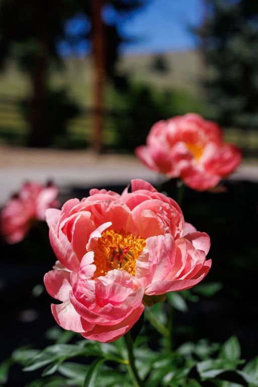 8925 LaValle Creek Road, Missoula, MT 59808 photo 28