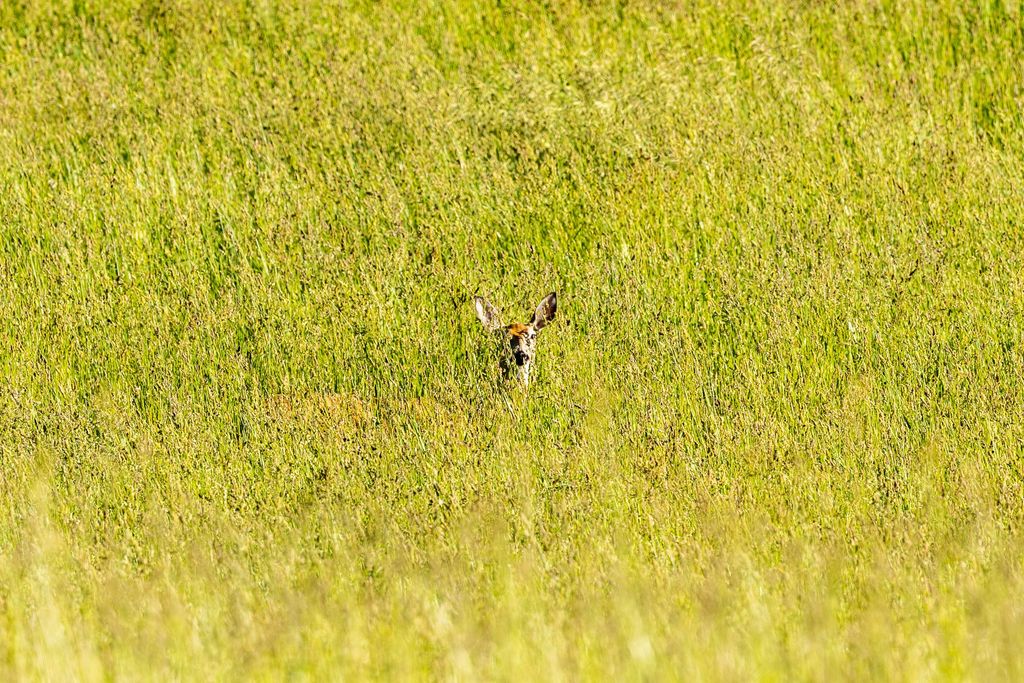 8925 LaValle Creek Road, Missoula, MT 59808 photo 91