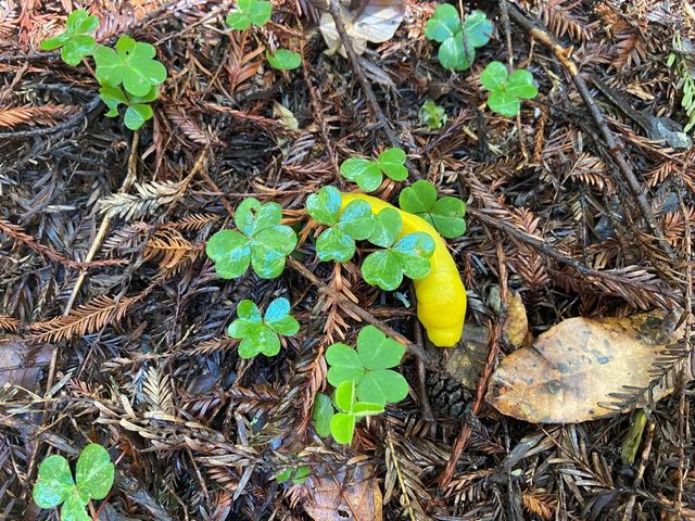 155 Native Sons Road, Woodside, CA 94062