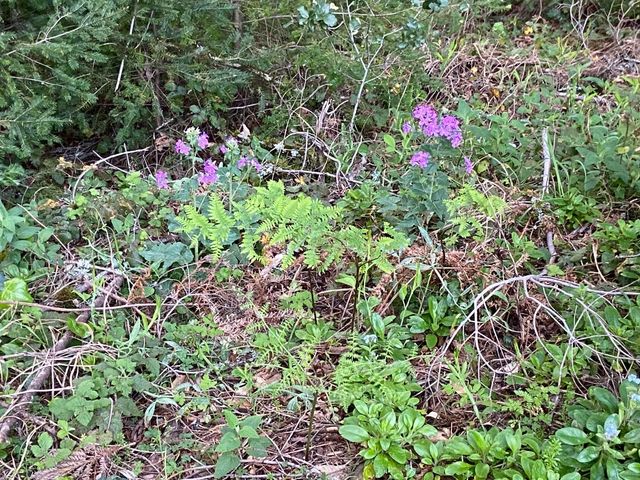 155 Native Sons Road, Woodside, CA 94062