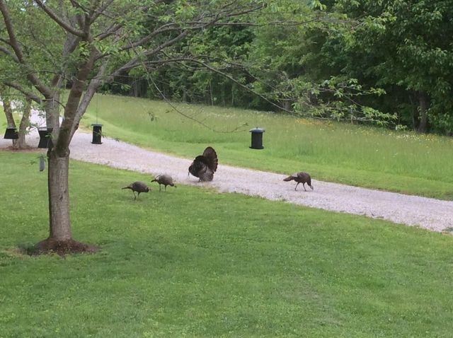 872 Bastin Creek Road, Kings Mountain, KY 40442