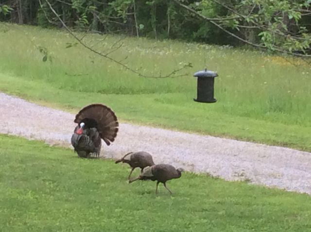 872 Bastin Creek Road, Kings Mountain, KY 40442