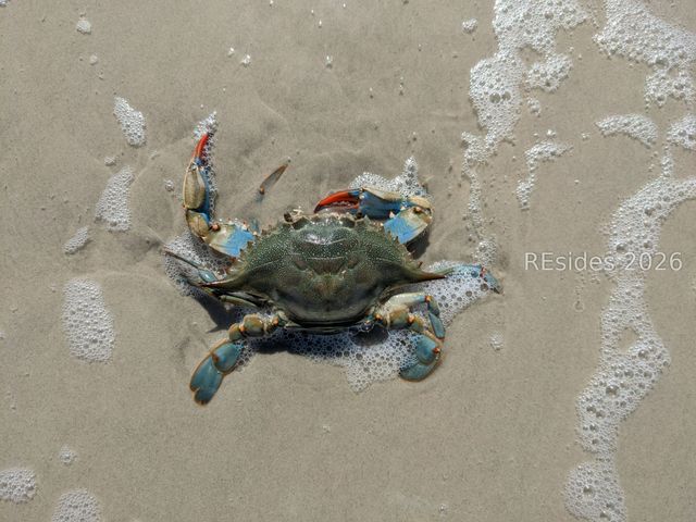 30 Captain Monroe Ln, Daufuskie Island, SC 29915