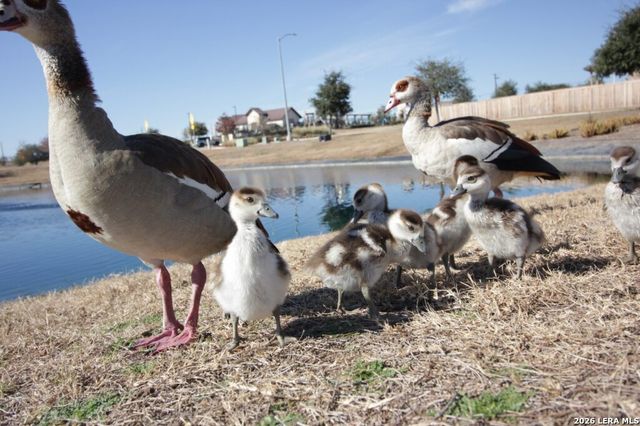 6535 Encore Oaks, San Antonio, TX 78252