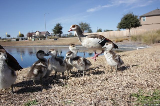 6535 Encore Oaks, San Antonio, TX 78252