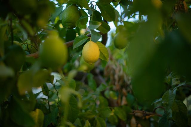 4739 W Bellaire Way, Fresno, CA 93722