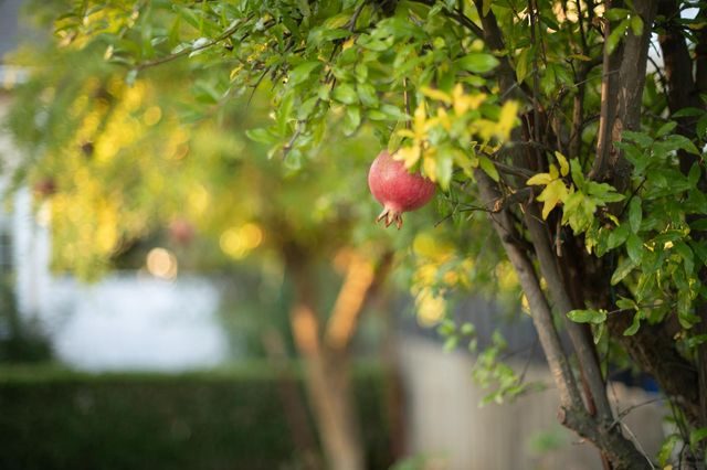 4739 W Bellaire Way, Fresno, CA 93722