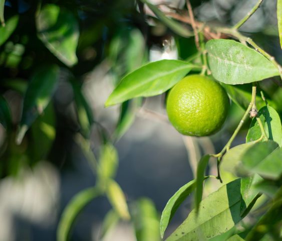 4739 W Bellaire Way, Fresno, CA 93722