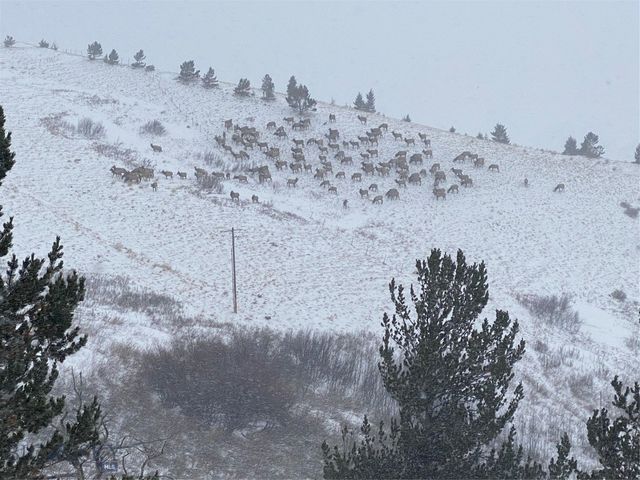 86 Pony Lane, Livingston, MT 59047