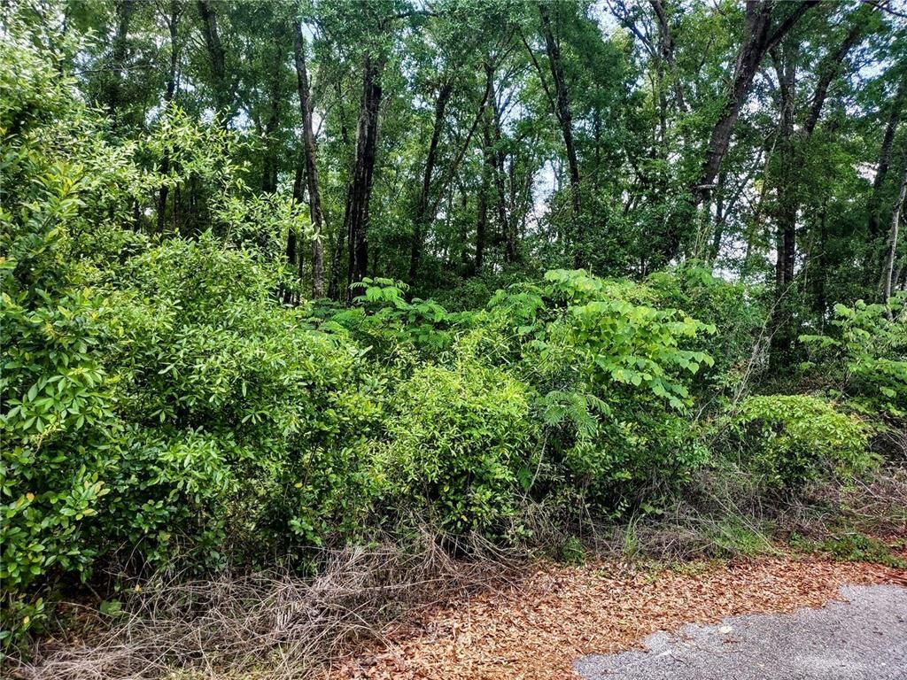 TBD NE 6TH CIRCLE, Williston, FL 32696