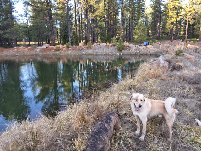 15922 Green Springs Highway, Ashland, OR 97520