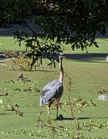 5165 CEDAR HAMMOCK LN 5165, Sarasota, FL 34232