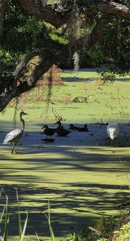 5165 CEDAR HAMMOCK LN 5165, Sarasota, FL 34232