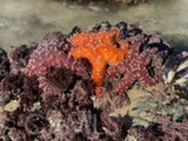 34134 Selva Road 248, Dana Point, CA 92629