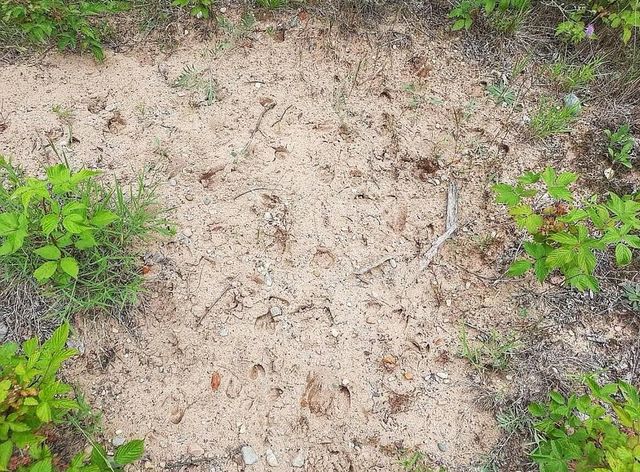 10836 30th Avenue, Evart, MI 49631