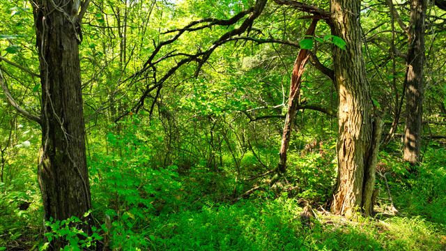 7725 Nolensville Rd, Nolensville, TN 37135