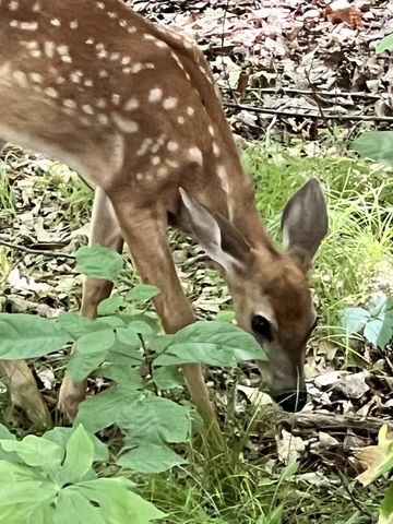 80 Valley Gorge Pass, Angola, IN 46703