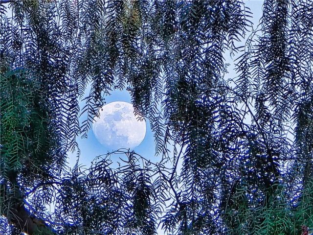 11064 Plainview, Tujunga, CA 91042