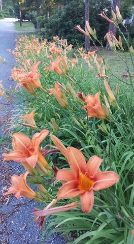 11 Webquish Ln, Mashpee, MA 02649