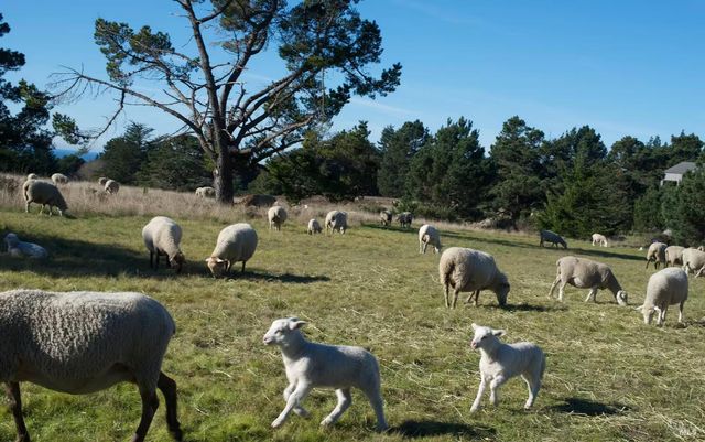 35926 Seaward Reach, The Sea Ranch, CA 95497