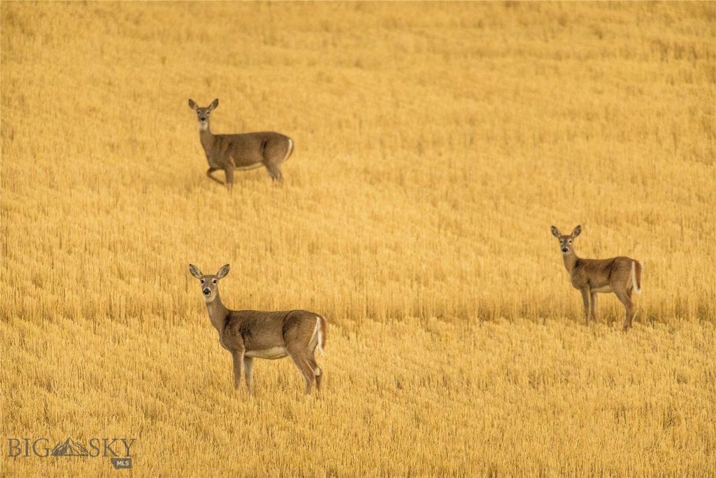 3010 Skinner Road, Belgrade, MT 59714 photo 9