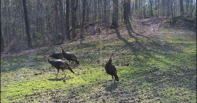 1111 Dudley Branham Road, Burkesville, KY 42717