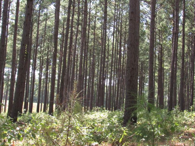 TBD22 Fm 256 N, Woodville, TX 75979