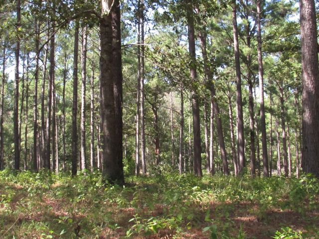 TBD22 Fm 256 N, Woodville, TX 75979